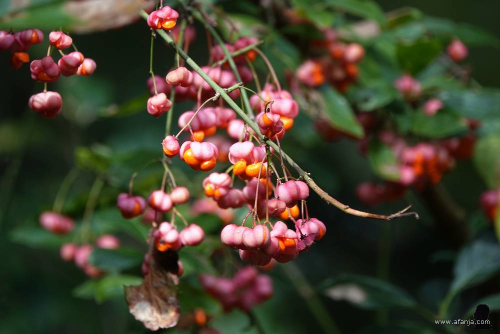 kardinaalsmuts in de Ecokathedraal