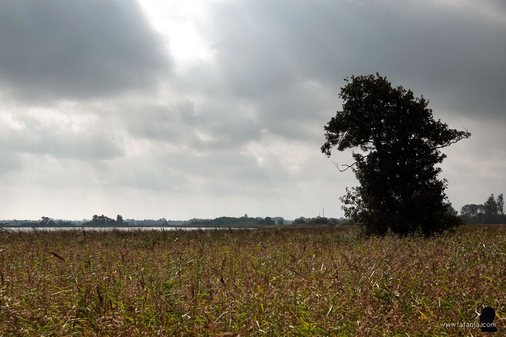 een boom in het rietland bij het meertje De Leijen