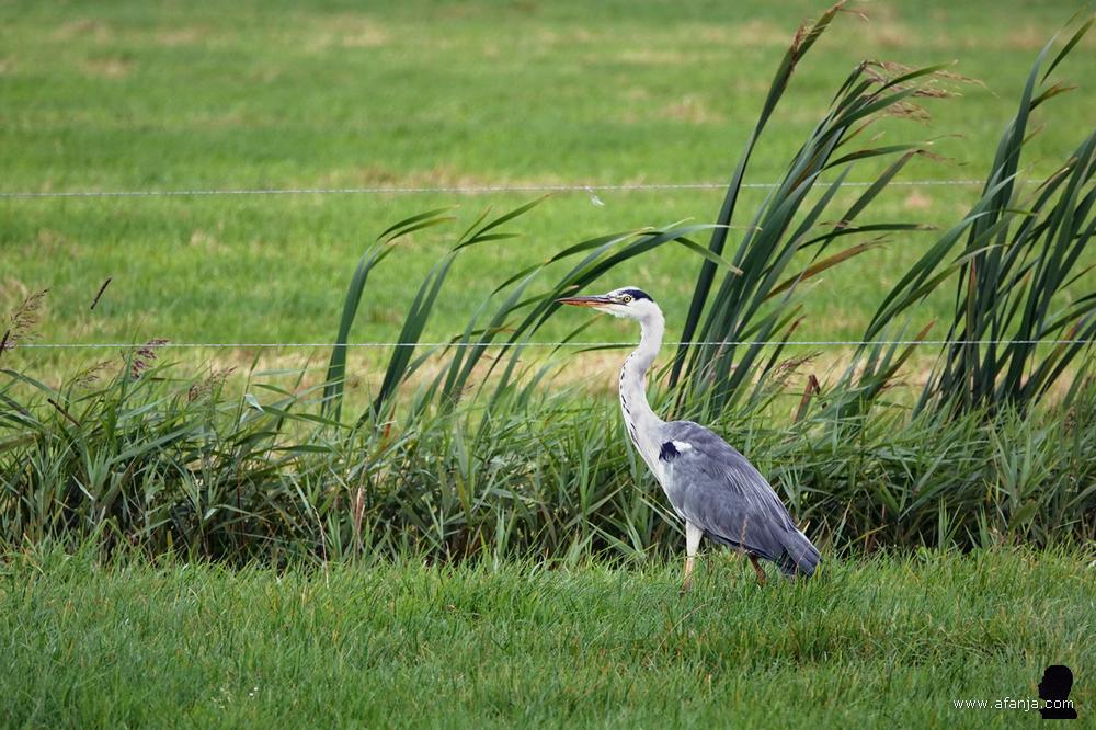 een blauwe reiger staat aan de slootkant
