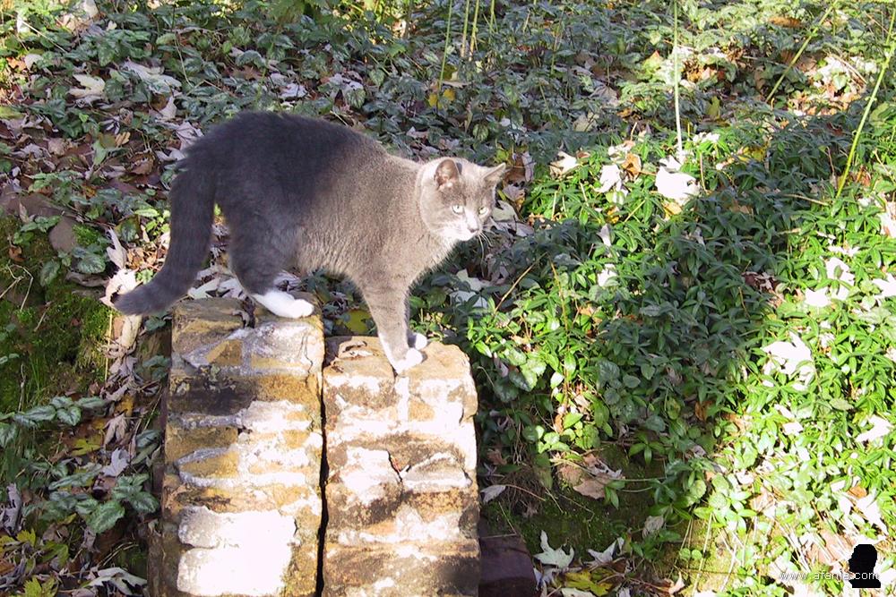 een mooie muisgrijze poes op een stapel stenen