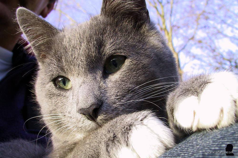 een muisgrijze poes op schoot