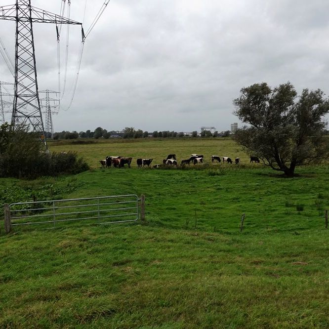 vee en hoogspanningsmasten in het buitendijkse land