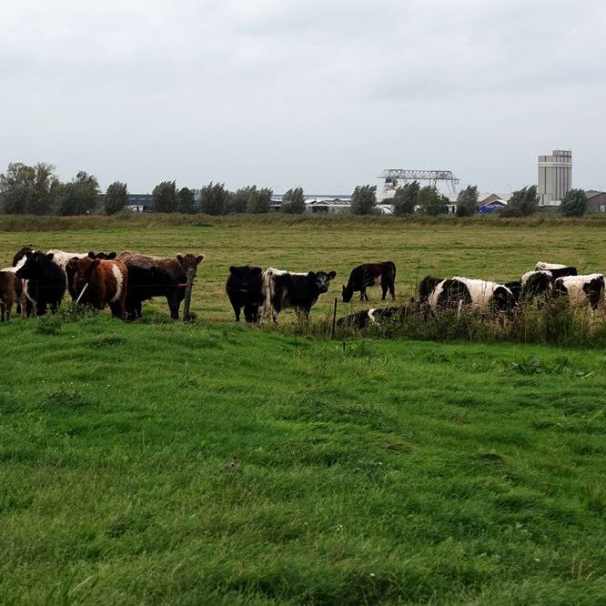 vee dromt nieuwsgierig samen bij de toegang naar hun weiland