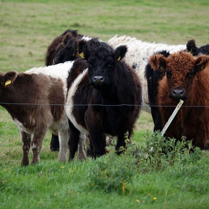 close-up van vee achter een draad