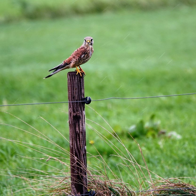 een torenvalk op een paaltje 2