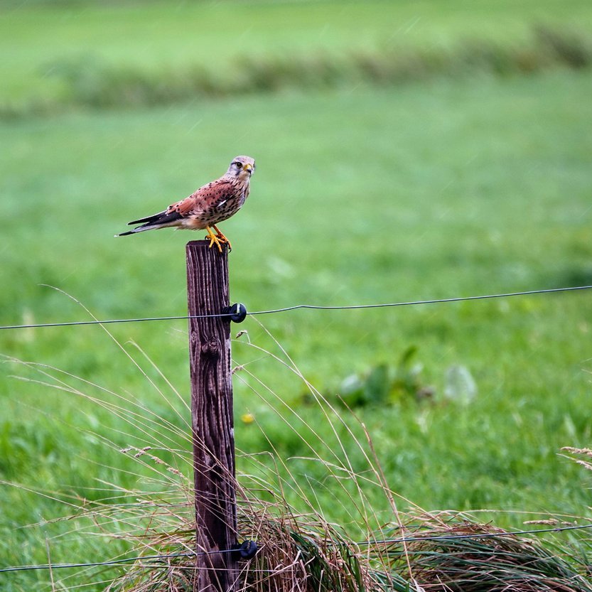 een torenvalk op een paaltje 1