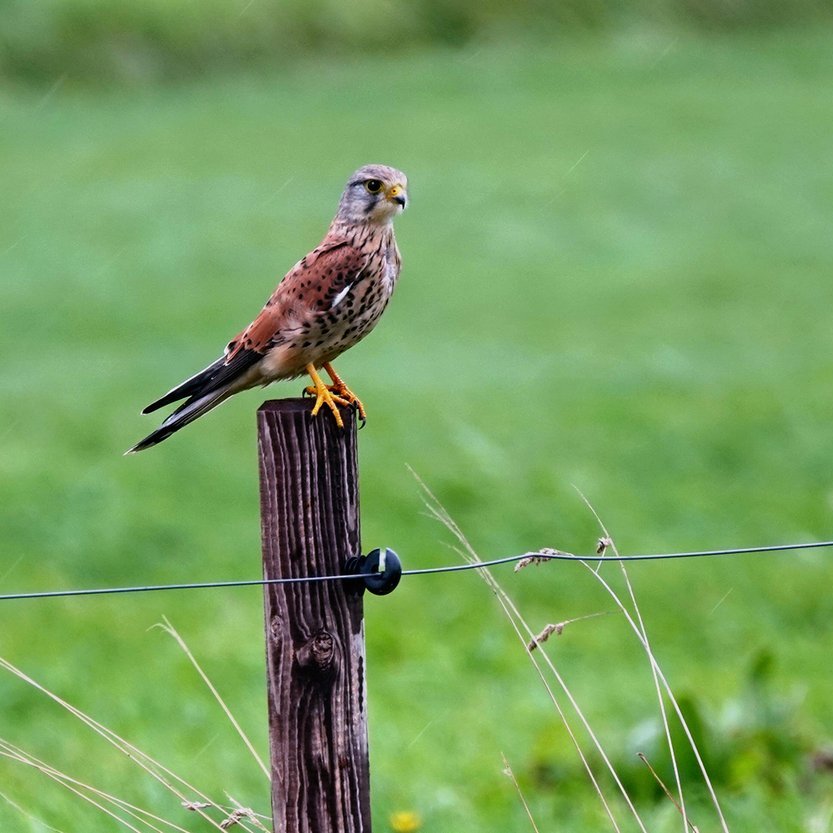 een torenvalk op een paaltje 3