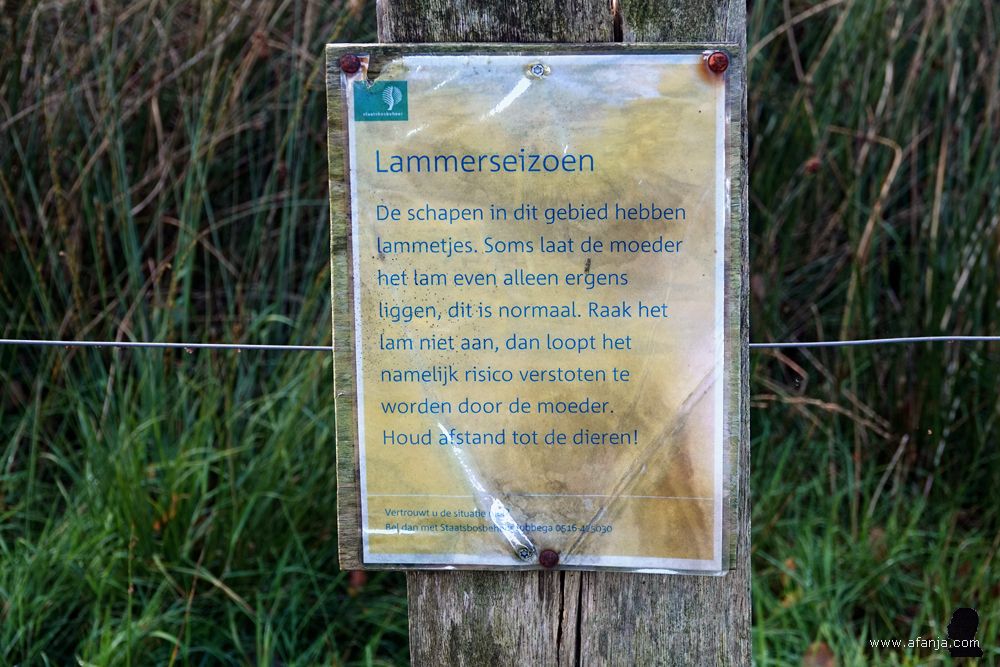 een tekst over het lammerseizoen dat hier in de herfst schijnt te zijn