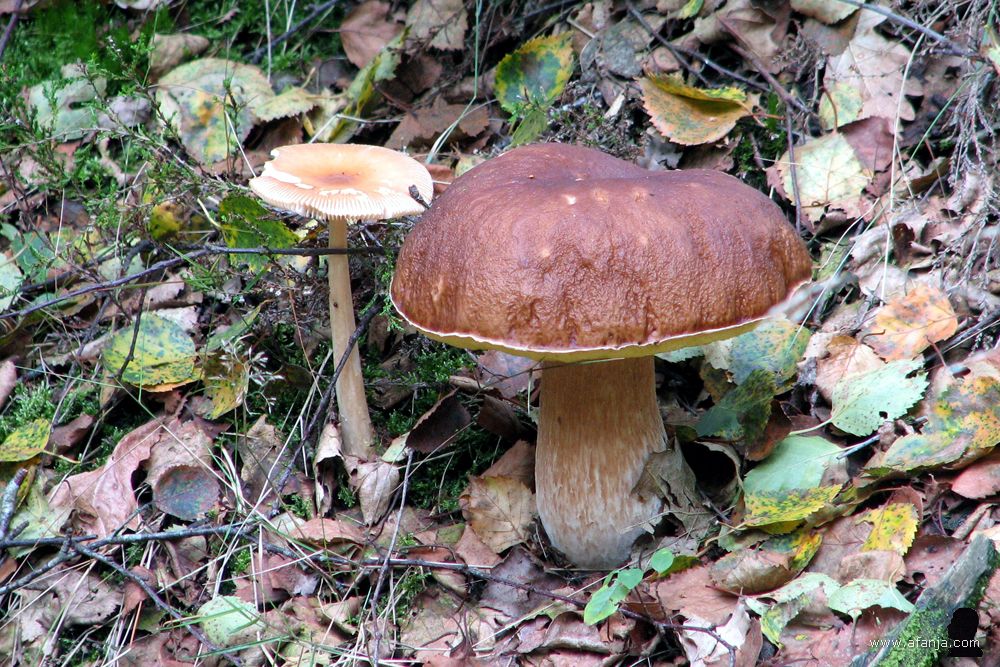 paddenstoelen naast het pad