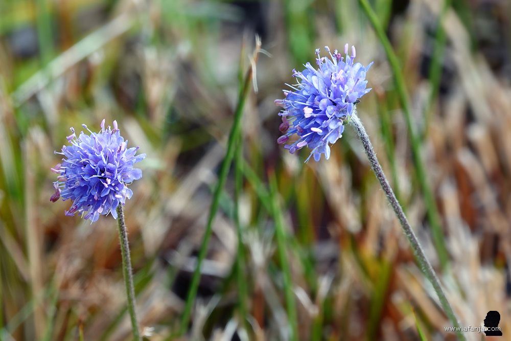 twee bloemetjes van de blauwe knoop naast het pad