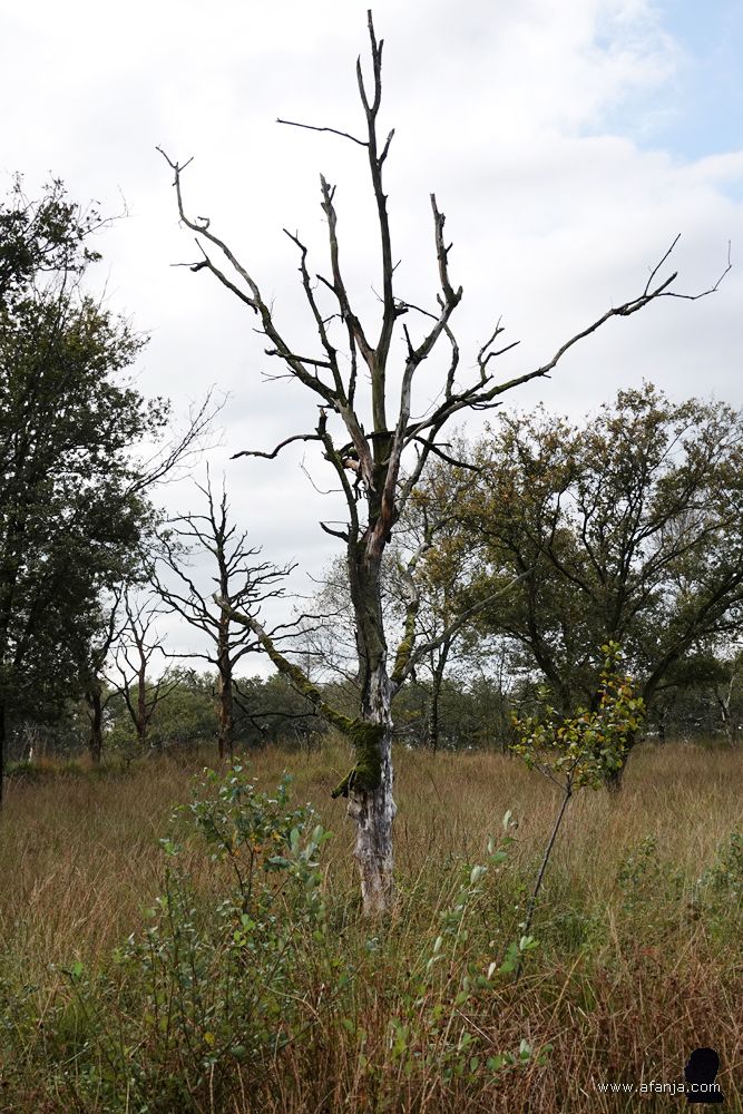 een bemoste dode boom in het Weinterper Skar