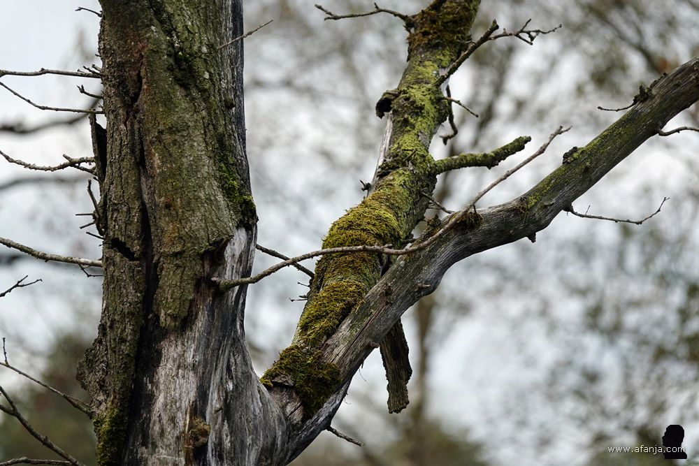 een bemoste dode boom in het Weinterper Skar
