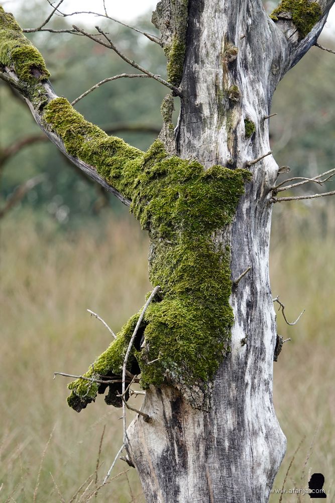 een bemoste dode boom in het Weinterper Skar