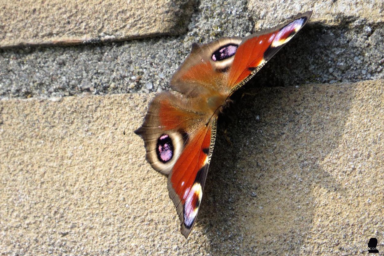 een dagpauwoog op de muur