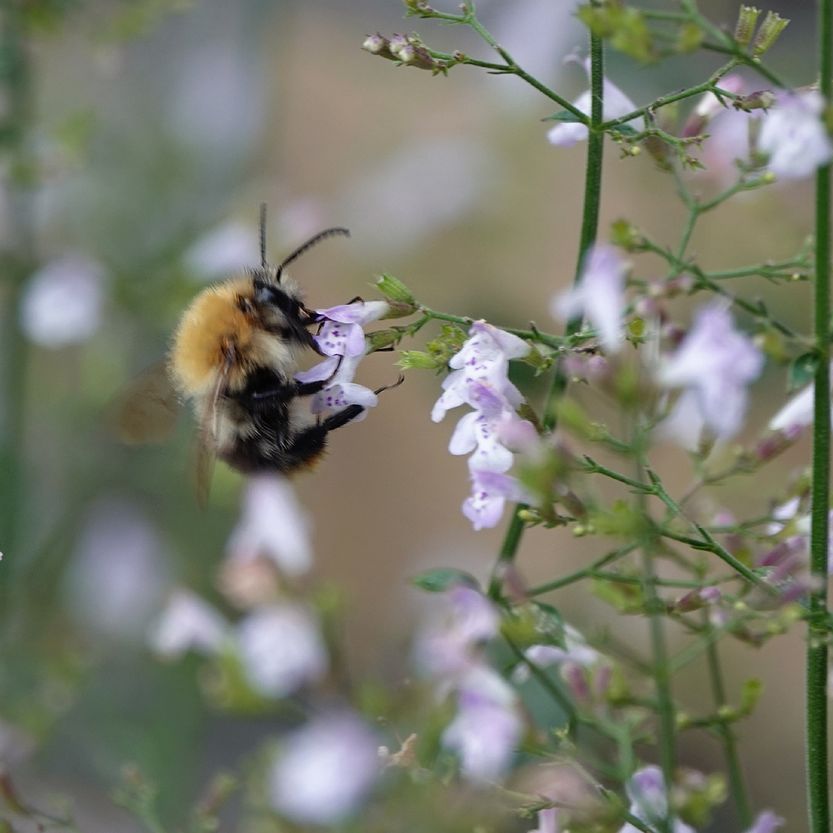 een akkerhommel op de bergsteentijm