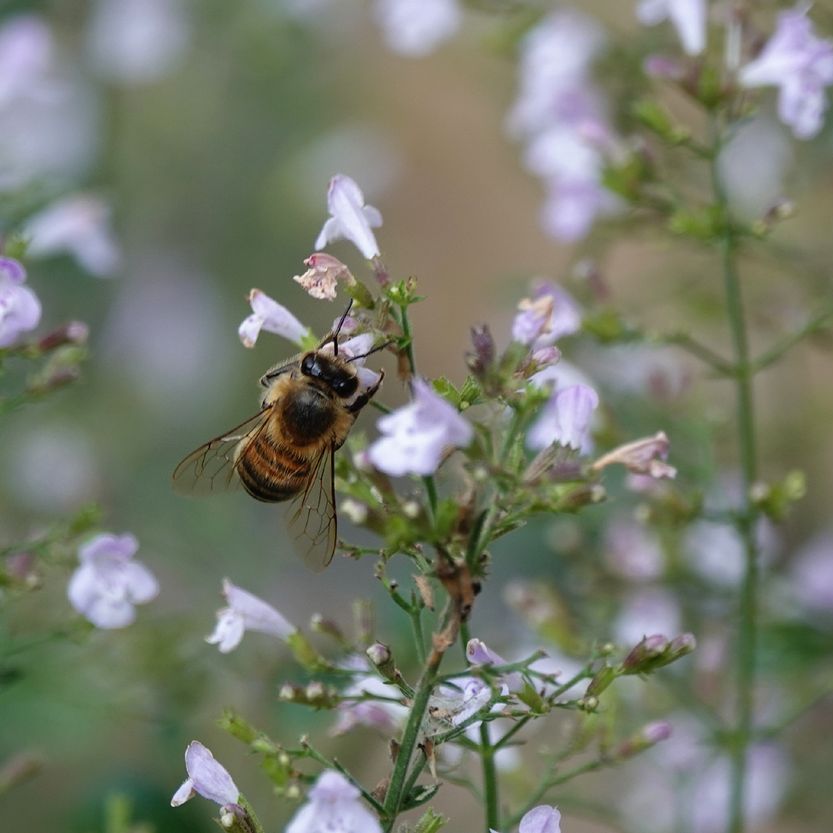 een honingbij op de bergsteentijm