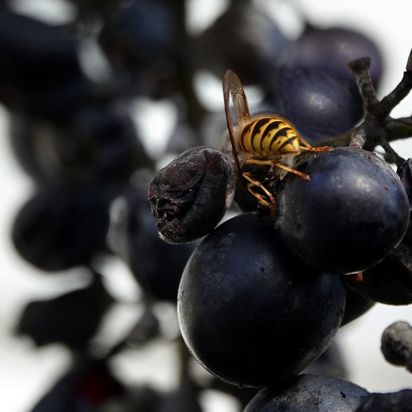 een wesp op de laatste restanten van de druiven