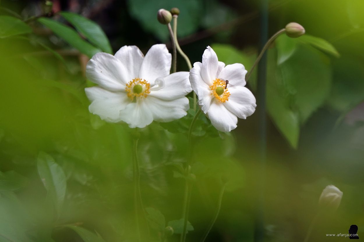 een zweefvliegje op de anemonen