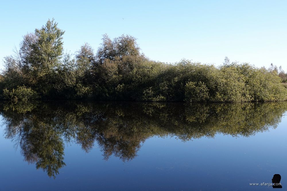 stille wateren in de Deelen - struikgewas aan de andere kant van het petgat