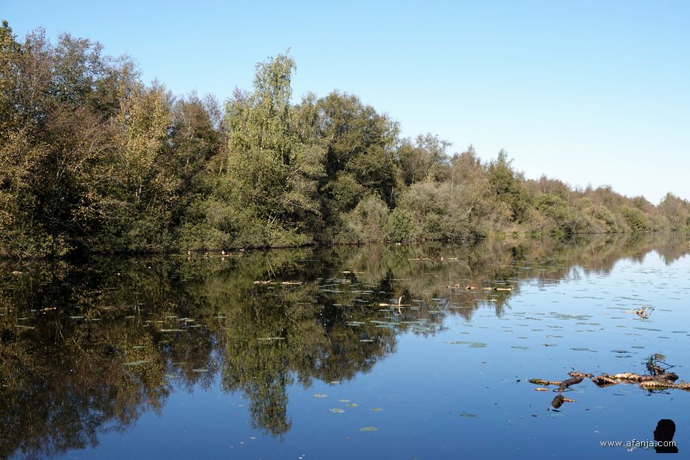 stille wateren in de Deelen met drijvende wortelstokken van de gele plomp