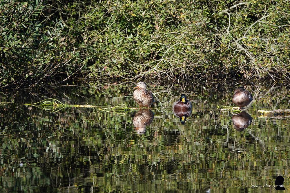 stille wateren in de Deelen - eenden rusten op en rond een drijvende tak