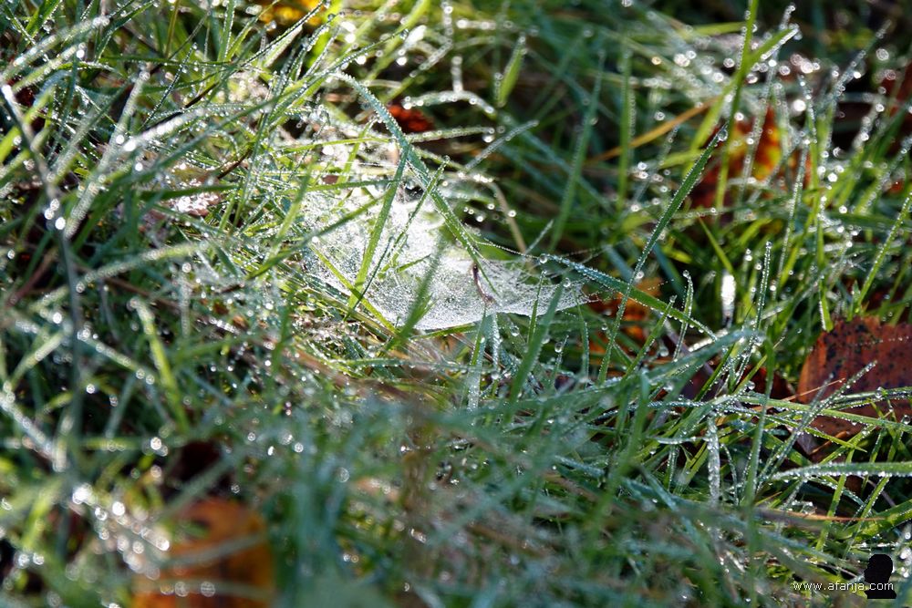bedauwde spinnenwebjes in het natte gras