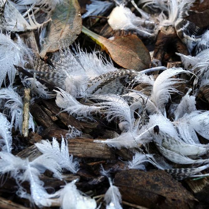 bedauwde veertjes op een pad in de Deelen