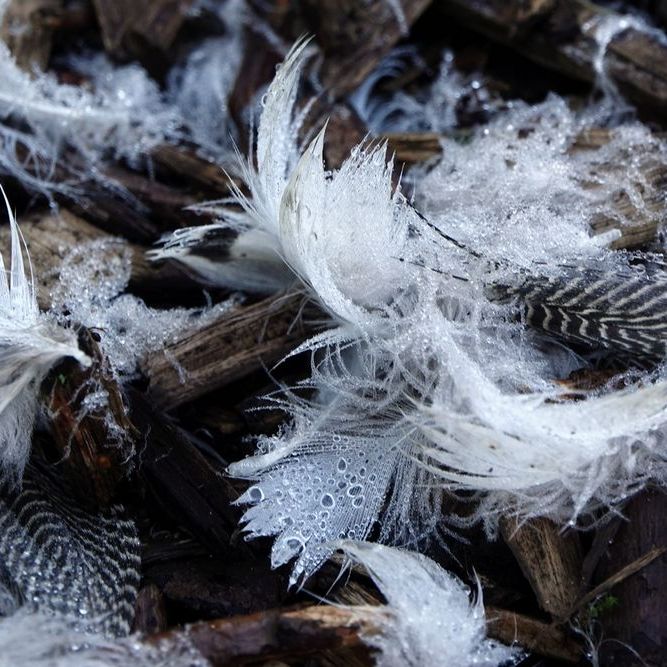 close-up van bedauwde veertjes op een pad in de Deelen