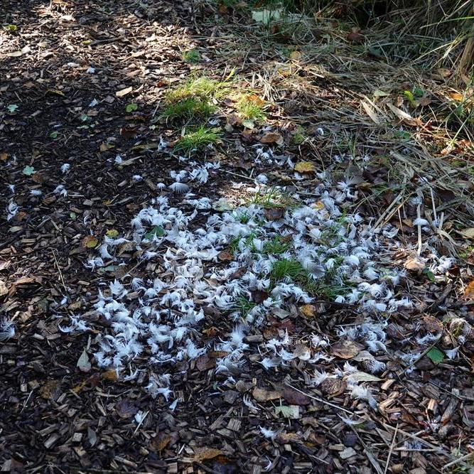 geplukte veertjes op een pad in De Deelen