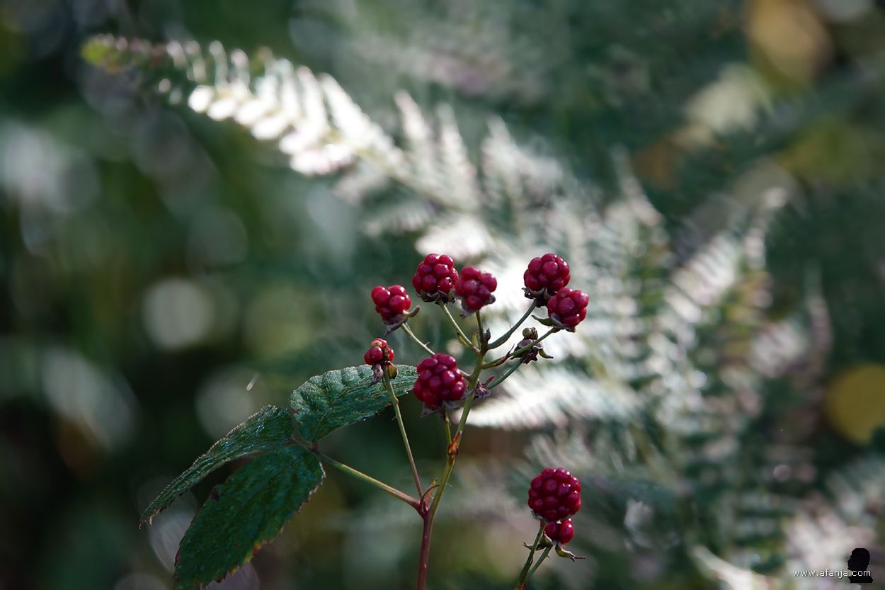 op de voorgrond een takje met bramen, op de achtergrond vaag zichtbare varens