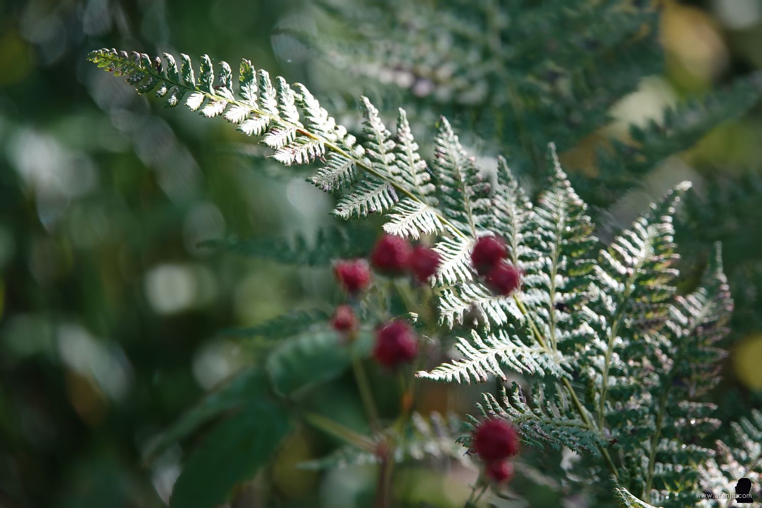 op de voorgrond een takje met bramen, op de achtergrond vaag zichtbare varens