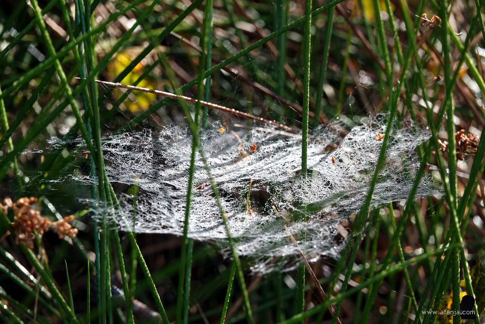 een bedauwd spinnenwebje