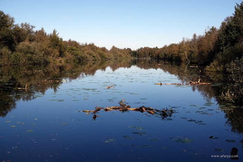 stille wateren in de Deelen met drijvende wortelstokken van de gele plomp
