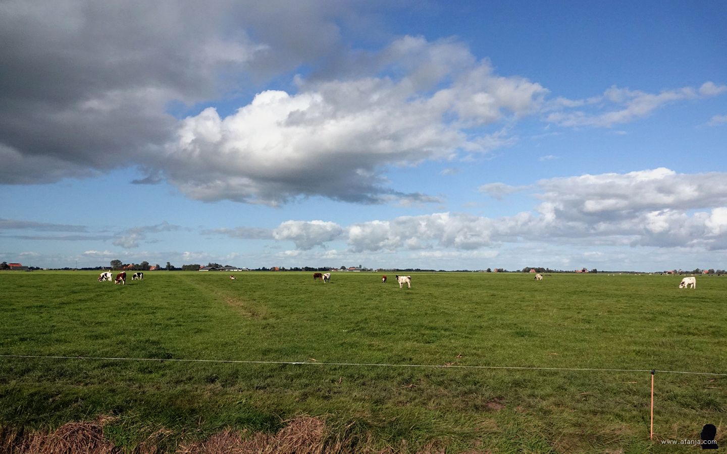 jongvee in een weiland onder toenemende bewolking