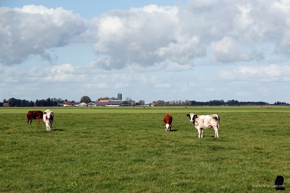 we zijn gespot door een paar van de pinken