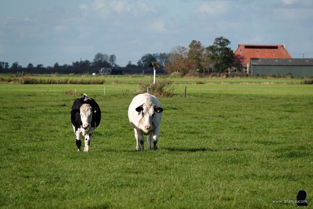 in gezapig tempo lopen een paar jonge koeien in onze richting