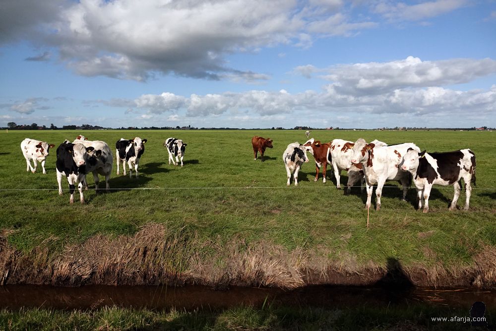 al snel stond de hele club aan de slootkant