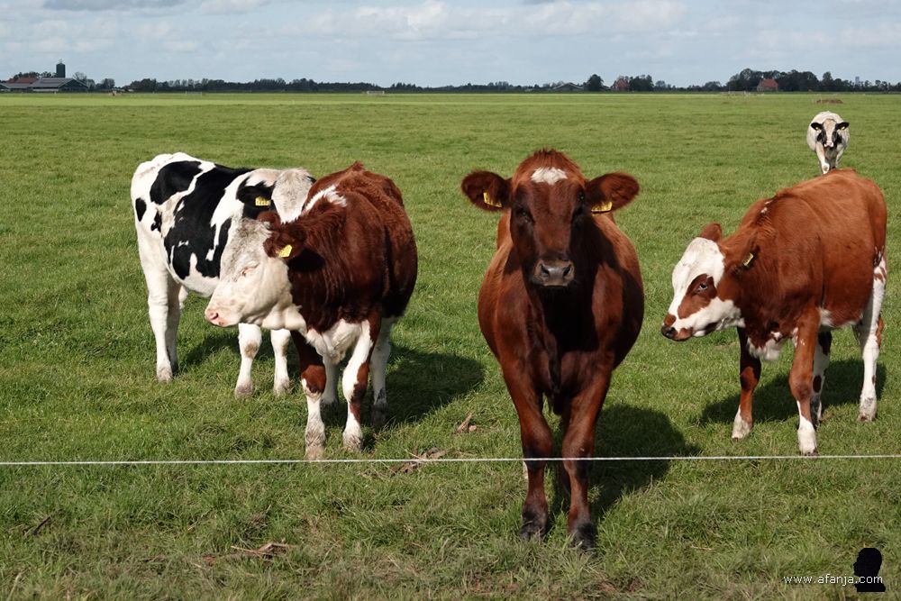 ik kreeg contact met koe 3461