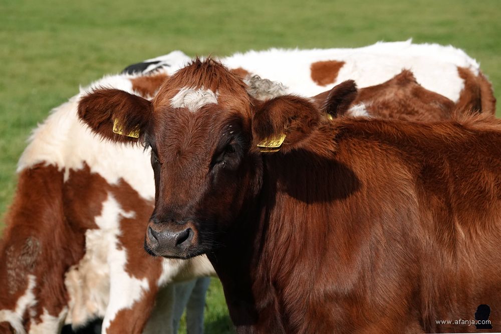 koe 3461 gaat er eens goed voor staan
