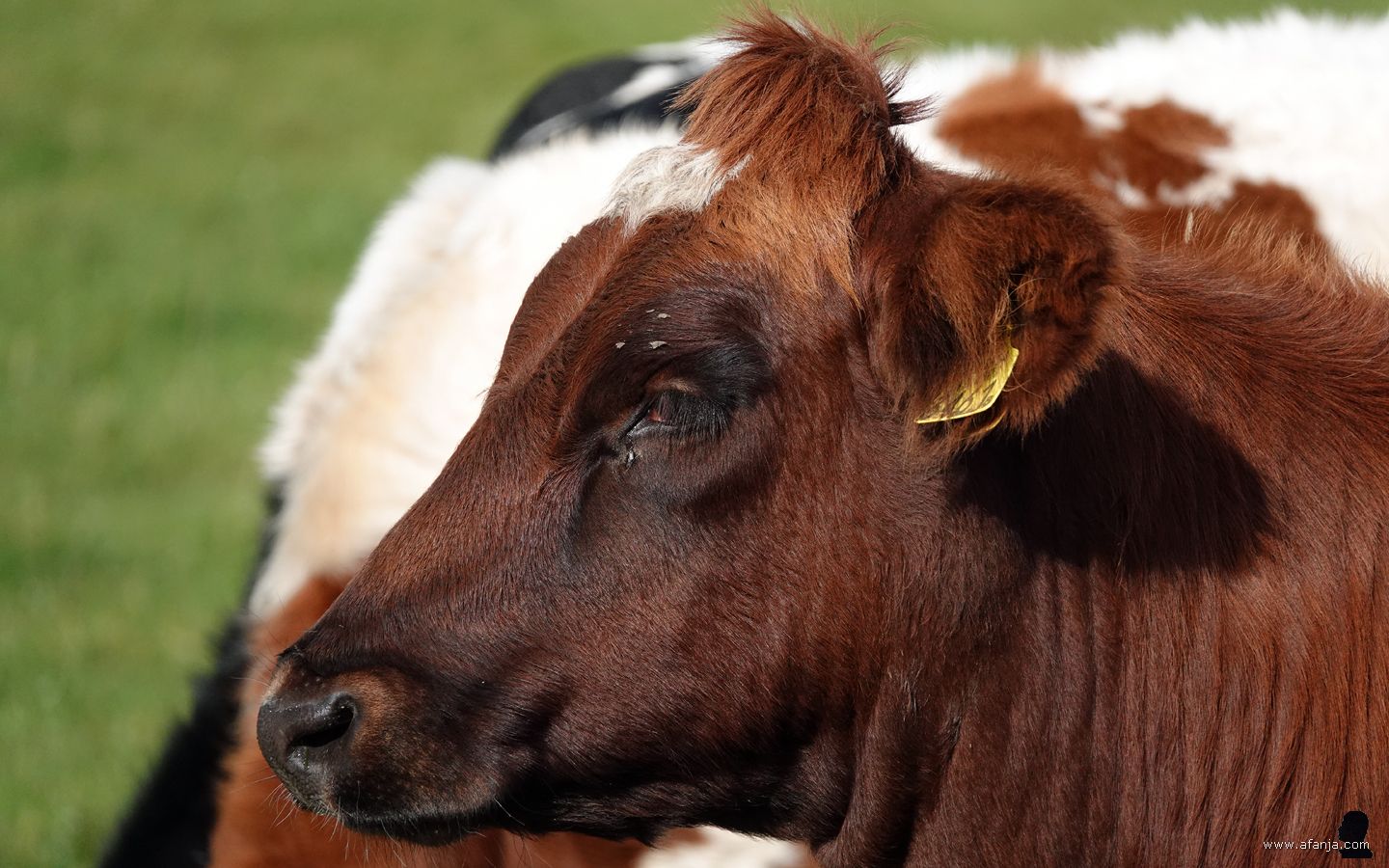 koe 3461 toont haar meest zwoele blik