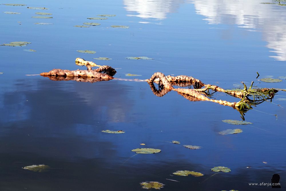 een drijvende wortelstok van de gele plomp