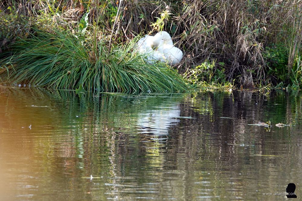 aan de overkant van het petgat zit een zwaan te poetsen