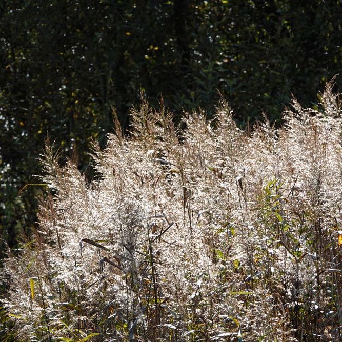 glanzende rietpluimen in de zon