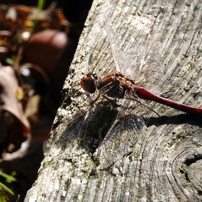 een heidelibel op het bruggetje
