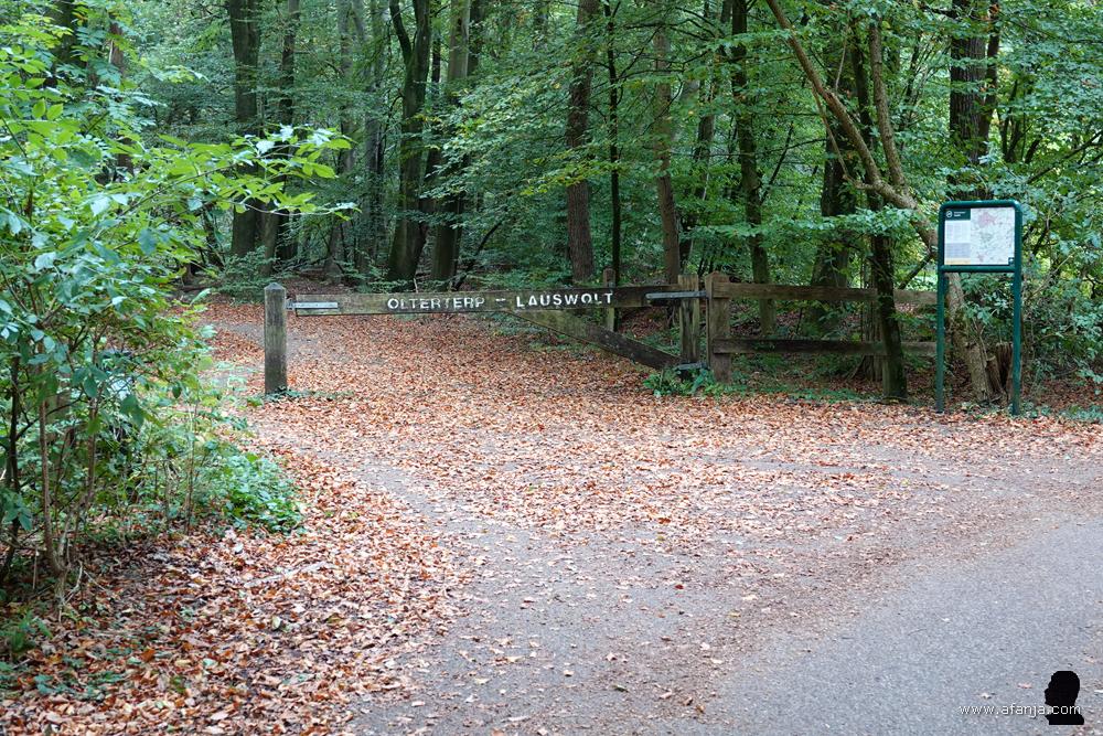 het bos van Olterterp - Lauswolt