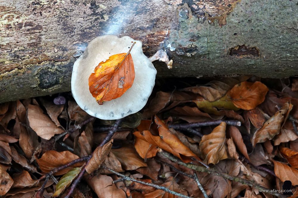 een herfstblaadje op een porseleinzwam