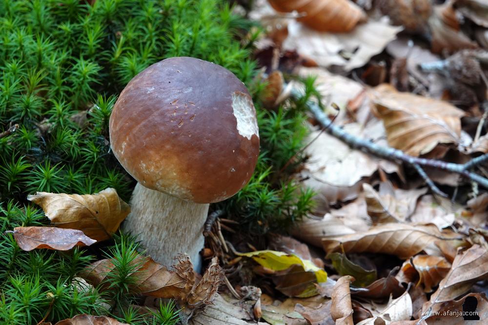 een kastanjeboleet(?) op groen mos en bruine bladeren