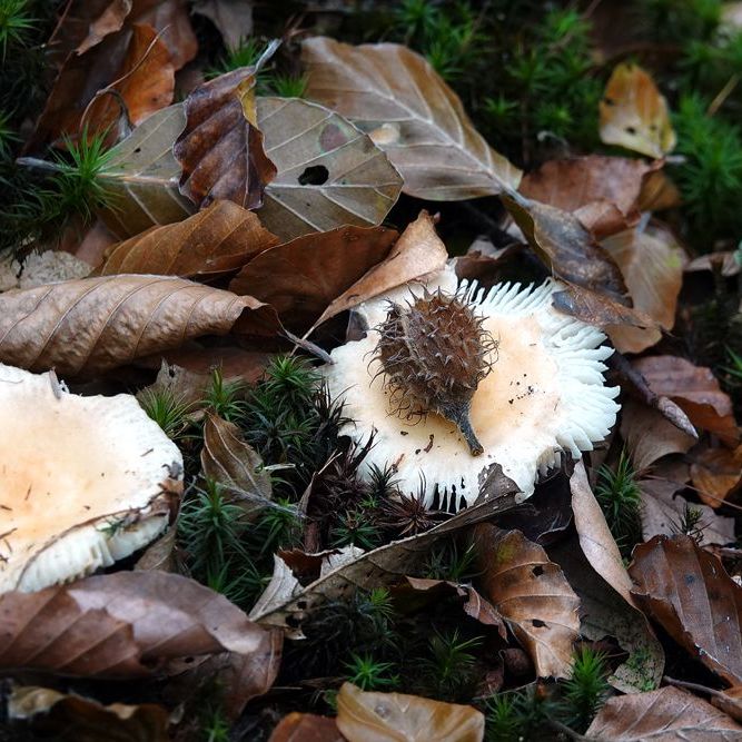 klein herfstdecor met een zaaddoosje en twee paddenstoelen