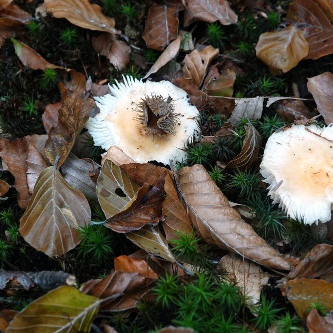 klein herfstdecor met een zaaddoosje en twee paddenstoelen