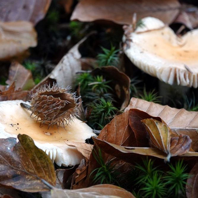 klein herfstdecor met een zaaddoosje en twee paddenstoelen